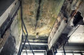  San Jose, CA Mold Removal Services Pros